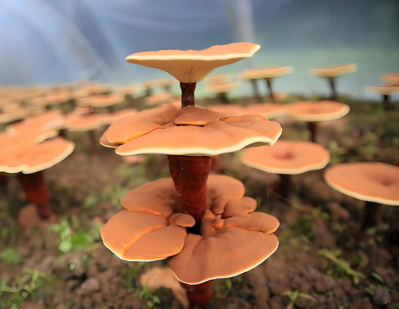 ˎƷ���b����