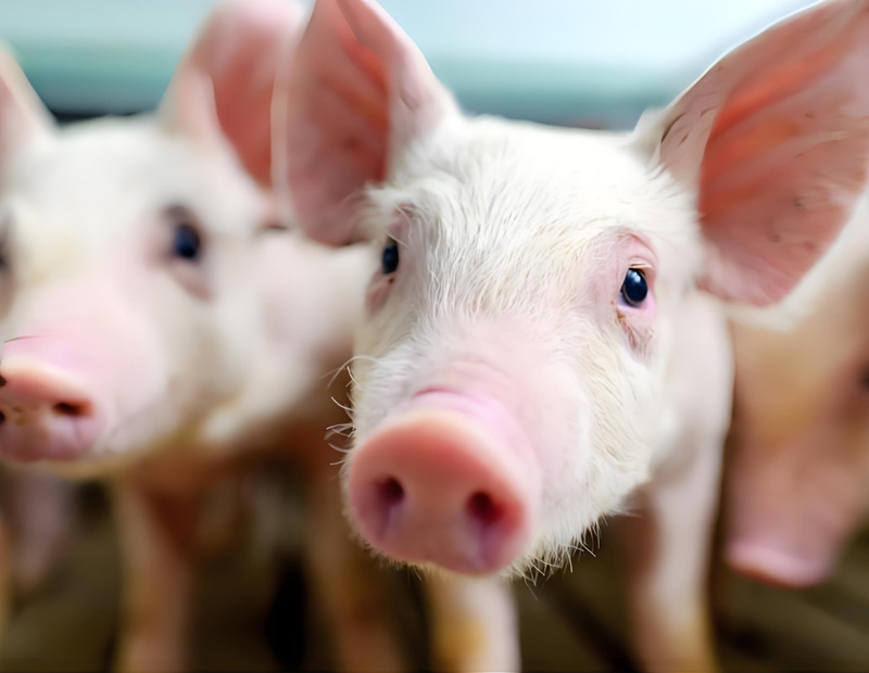 �켈���WƷ����